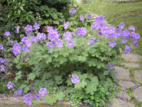 /album/fotogalerie-nabidka/geranium-terre-franch-jpg1/
